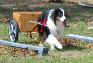 cart-dog