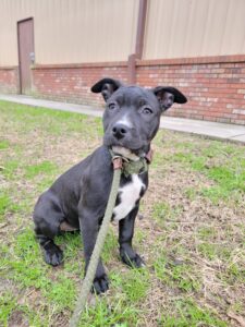 A black dog is holding on to a stick